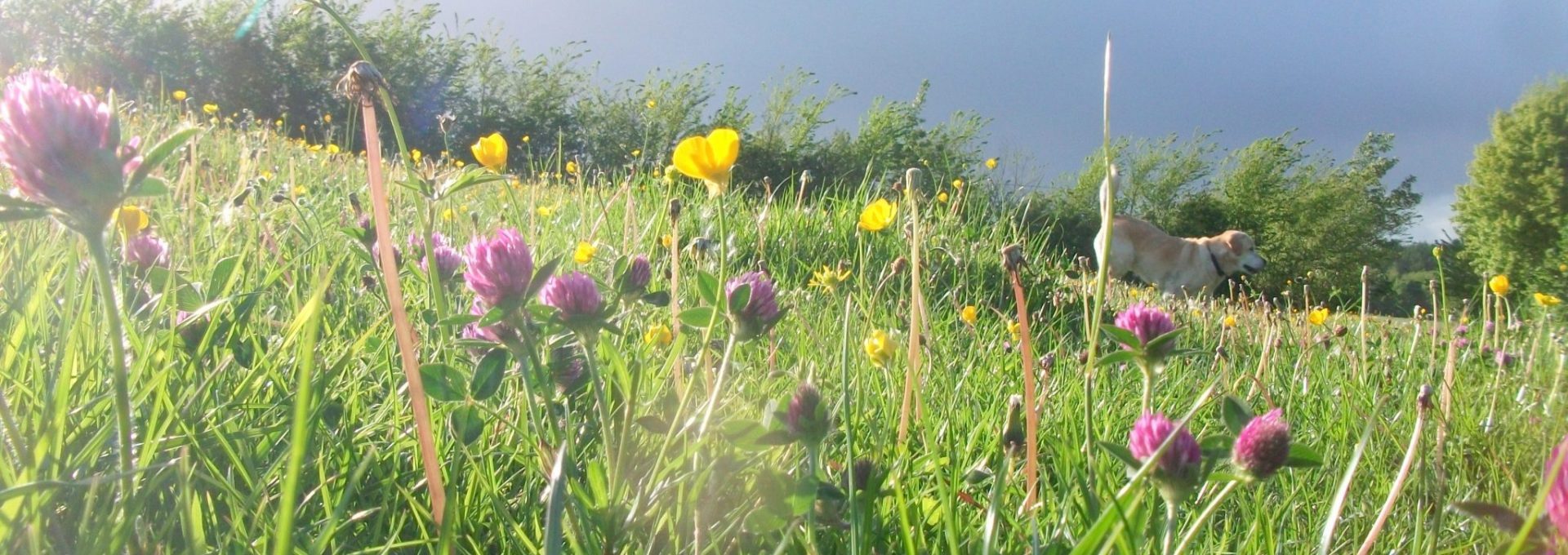 Whatcombe flowers green spaces