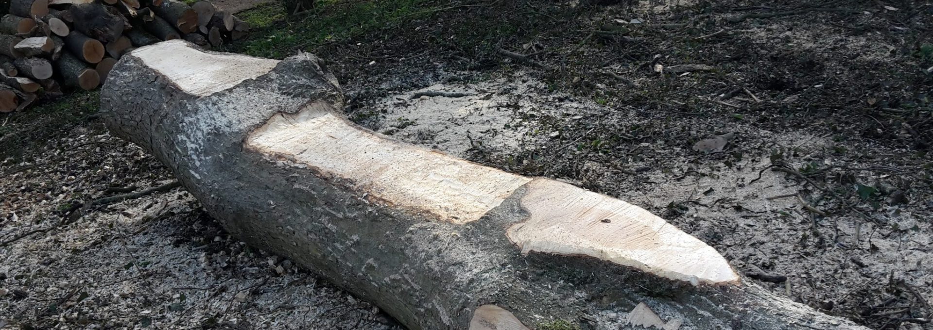 Felled branch at Millennium Green