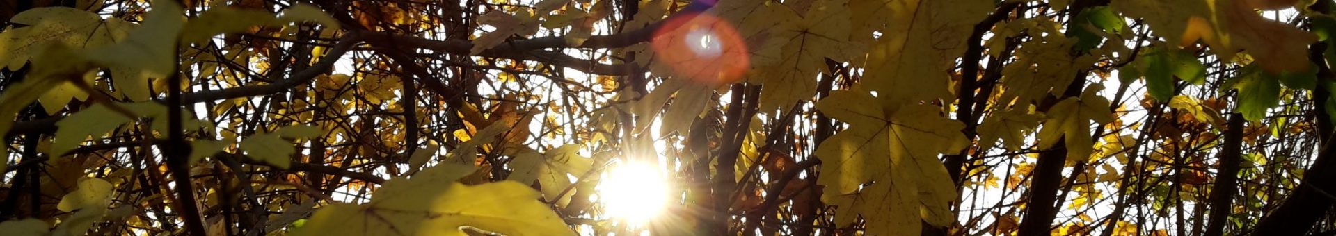 Photo of sunlight shining through autumn tree canopy.