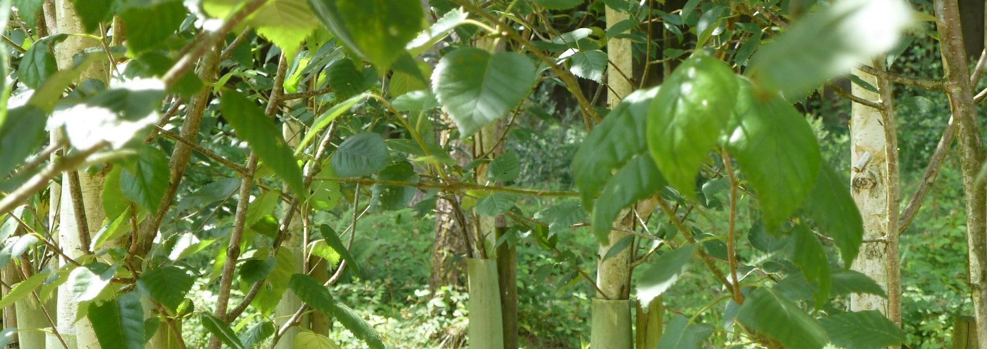 Photo of newly planted trees.