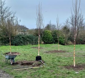 Tree planting at Old Showfield