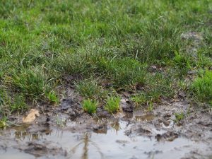 Wet and muddy showfield