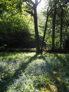 Picture of woods dappled in sunlight