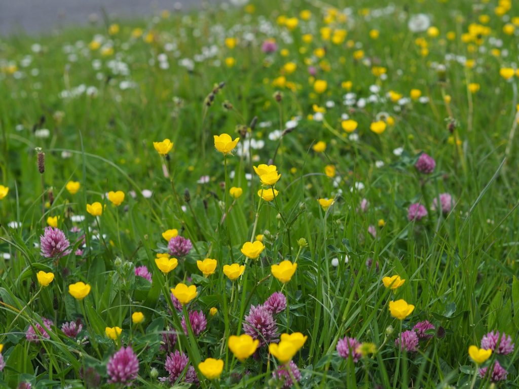Wild flower meadow