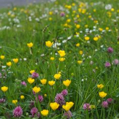 Wild flower meadow