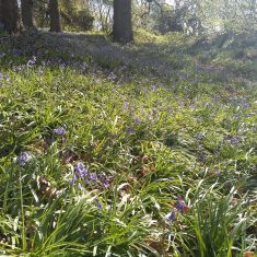 Bluebells at Berkley