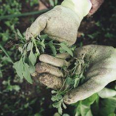 Glove hands picking weeds