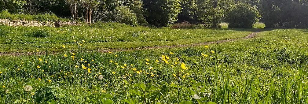 Photo of Rodden Meadow in summer.