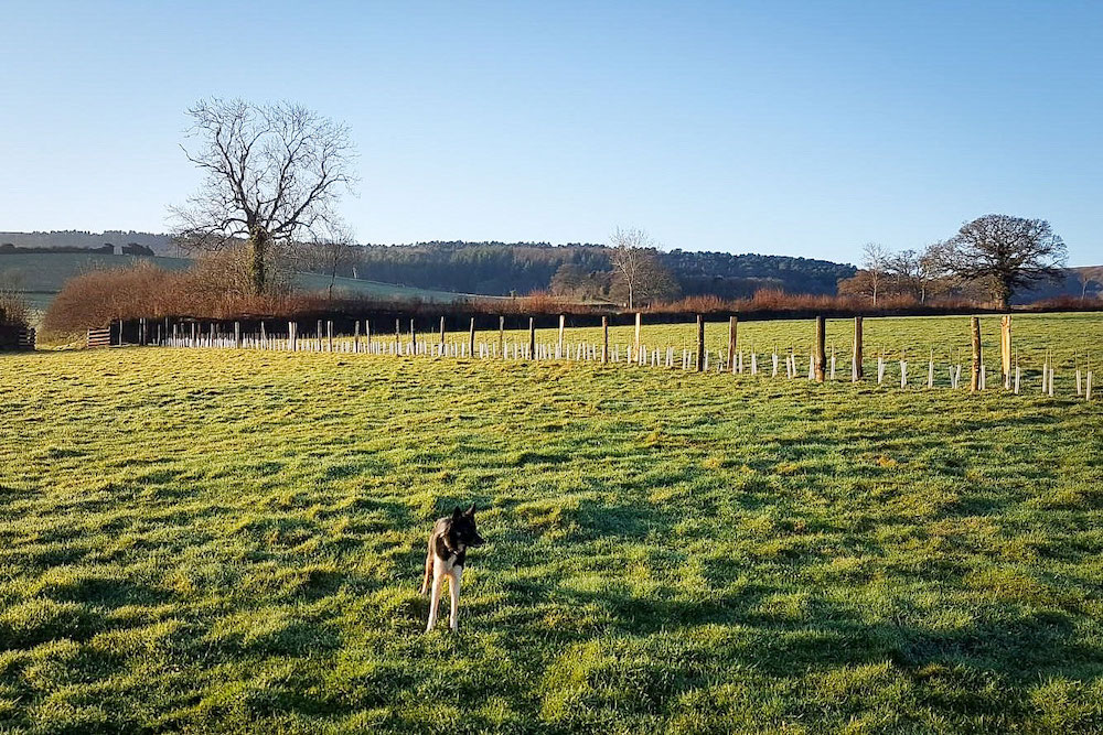 New hedgerow planted at Horner Farm, Porlock Vale, Somerset.