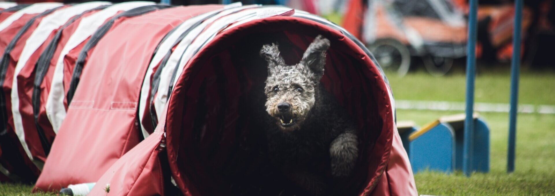 Dog in agility course tunnel