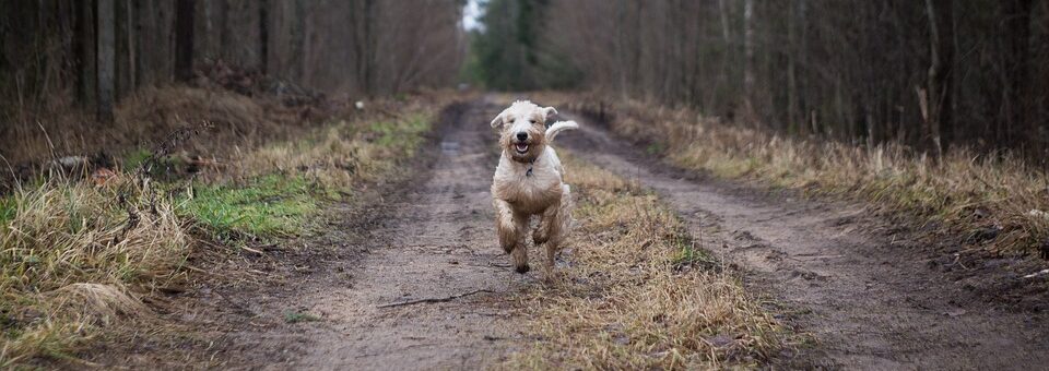 dog running through woods