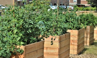 Vegetables growing in wooden raised vegetable beds