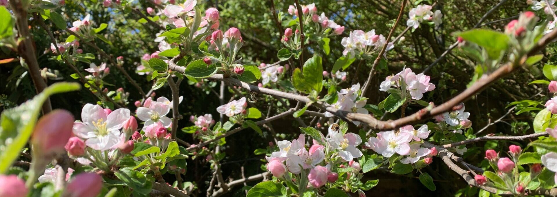 Blossoming Apple Tree