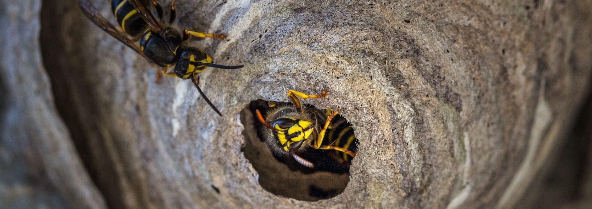 wasp  nest