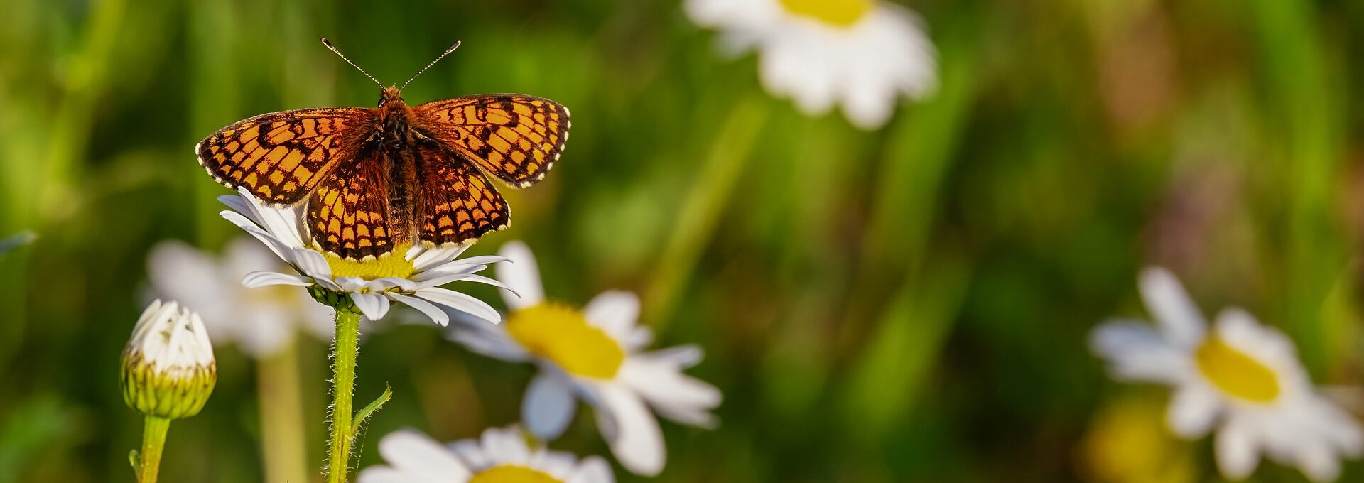 Butterfly on wild flowers