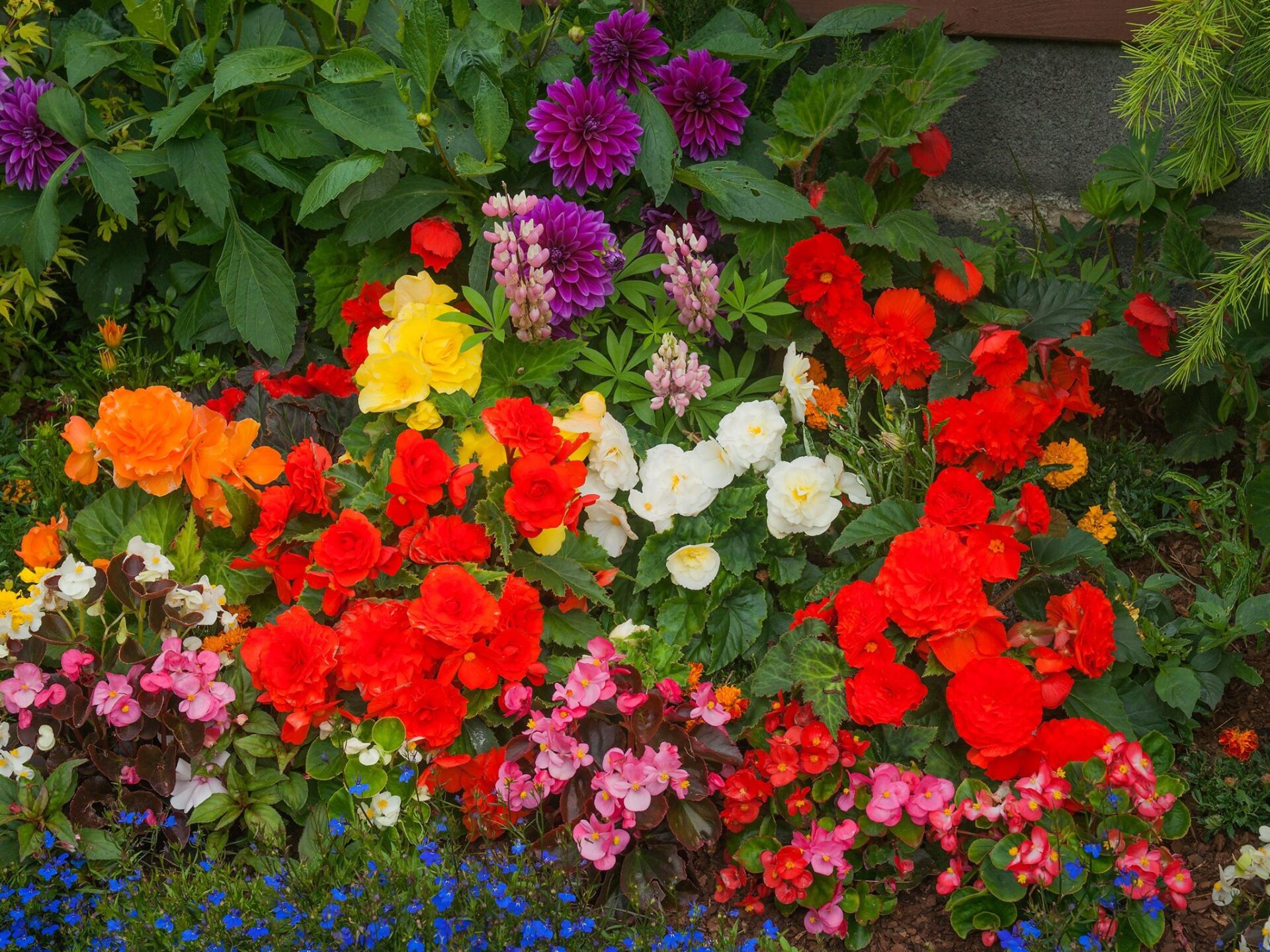 Flowers - Frome in Bloom