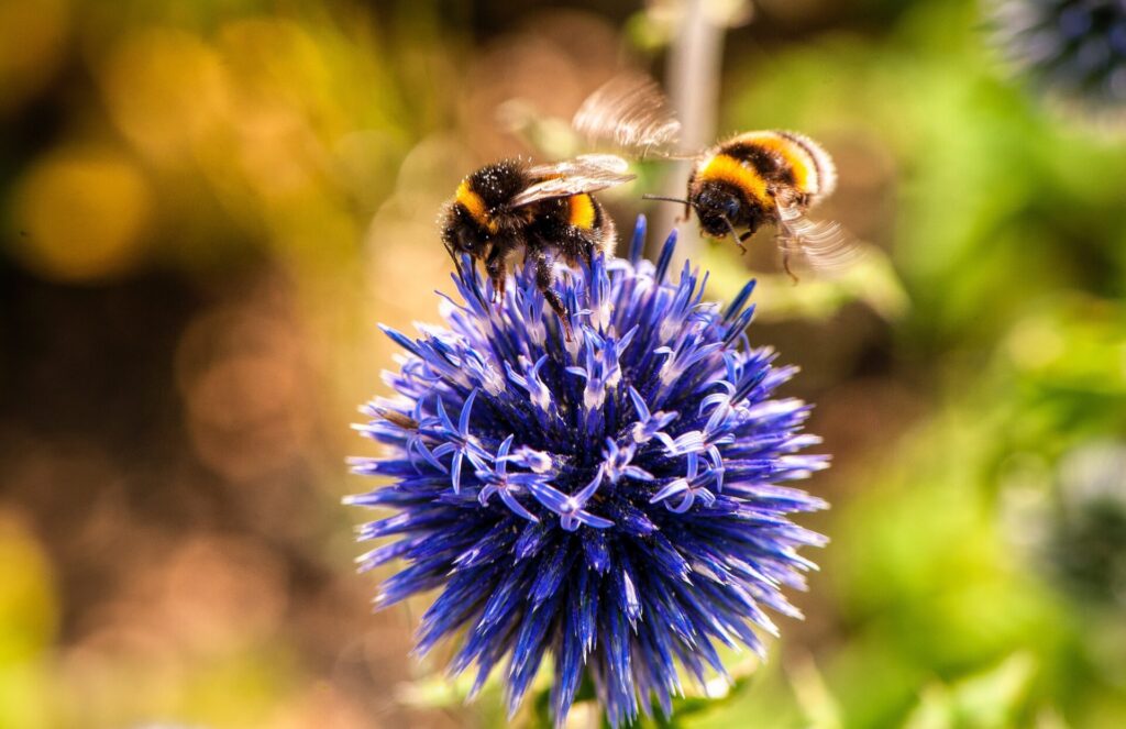 Two bees buzz around a purple flower