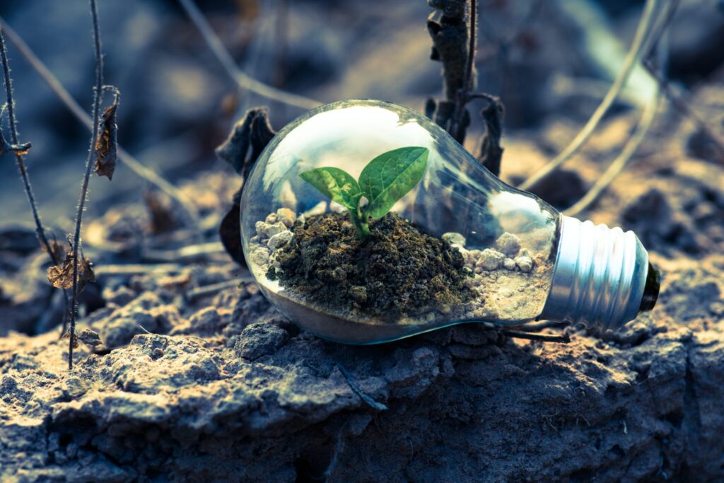 A light bulb filled with earth and the emergence of a green leaf inside. 