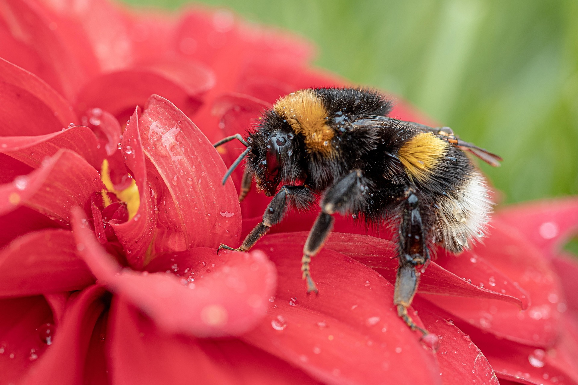 Column Bee Wild Bunch Column - A bee or not a bee - Frome Town Council