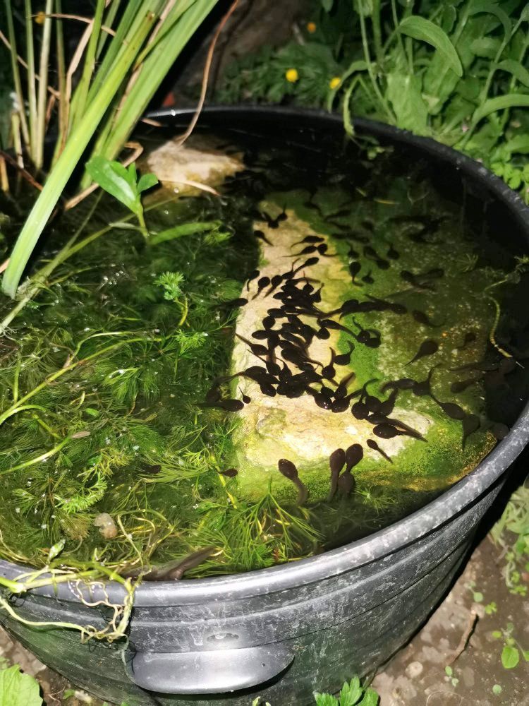 Tadpoles in frogspawn