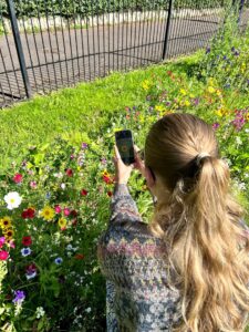 Female sat next to wild flower bed using smartphone app to identify insects on flowers