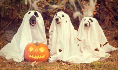 Dogs wearing ghost sheets, ready to trick or treat
