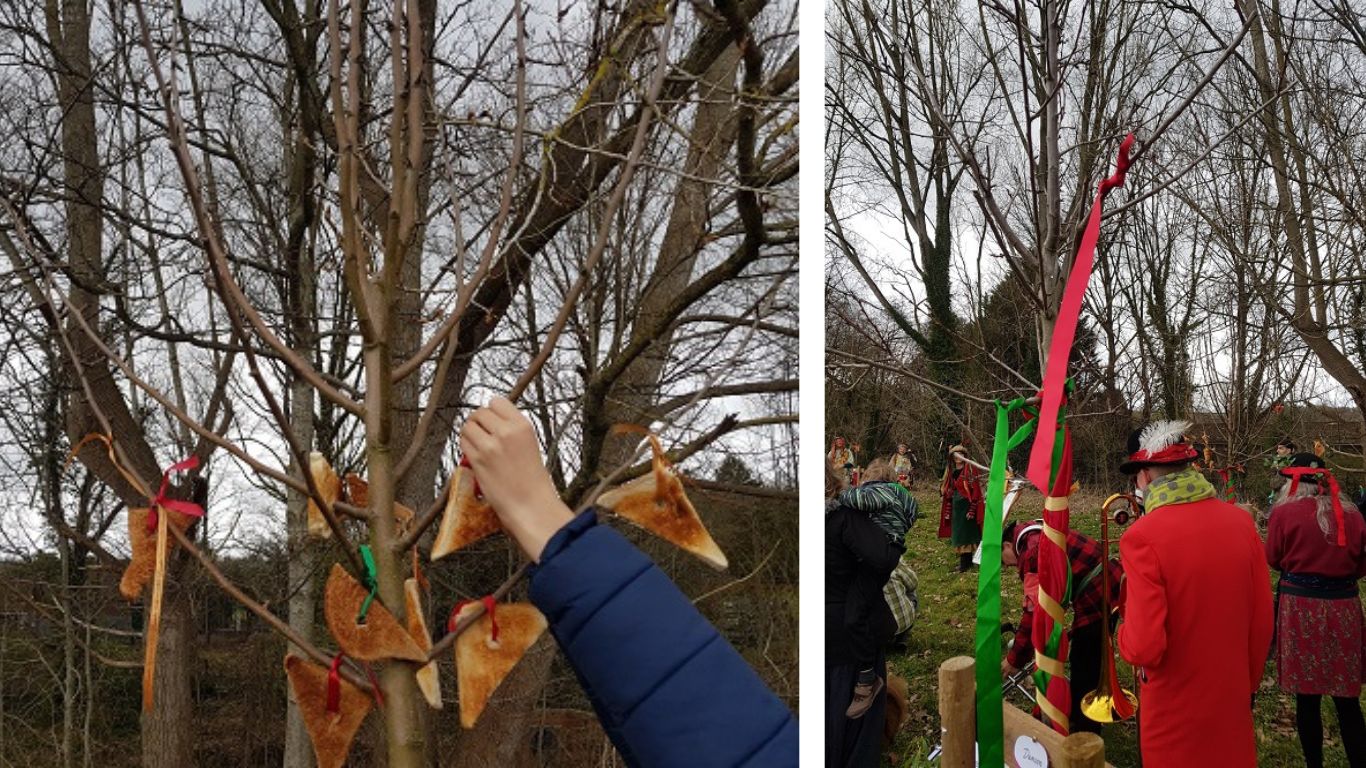 A collage of wassailing, with toast in trees and a small fruit tree garlanded with brightly coloured ribbons