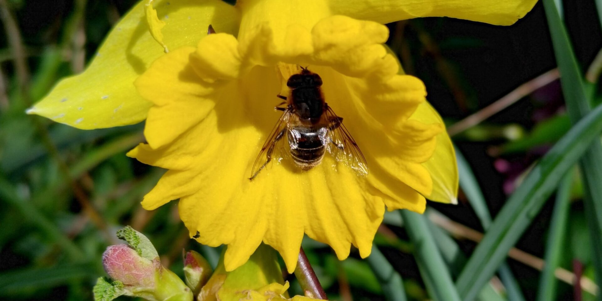 Wild Bunch - Protecting pollinators this Spring - Frome Town Council
