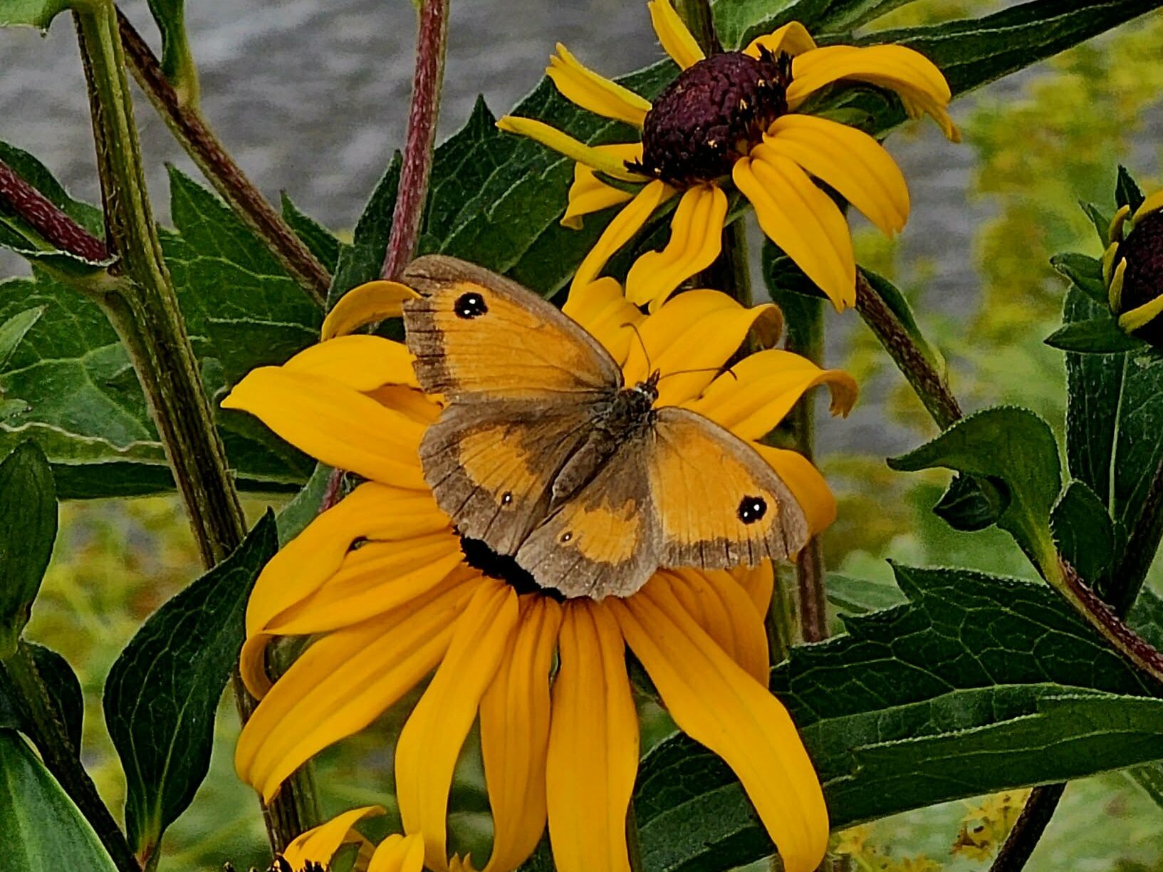 A late summer, slightly wilted flower, with a Gatekeeper butterfly visitor